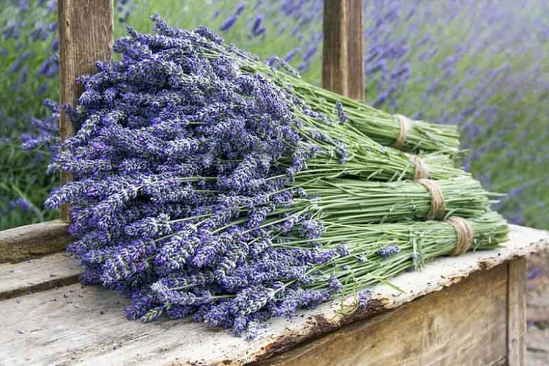 Dried Lavender Bouquets Wedding Home